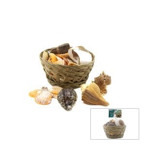 İBİCO İ12-250 ( AHŞAP SEPET & FİLELİ ) ( RENKLİ MİX ) MİDYE & DENİZ KABUK VAZO TAŞI*24